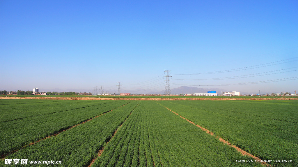 麦田