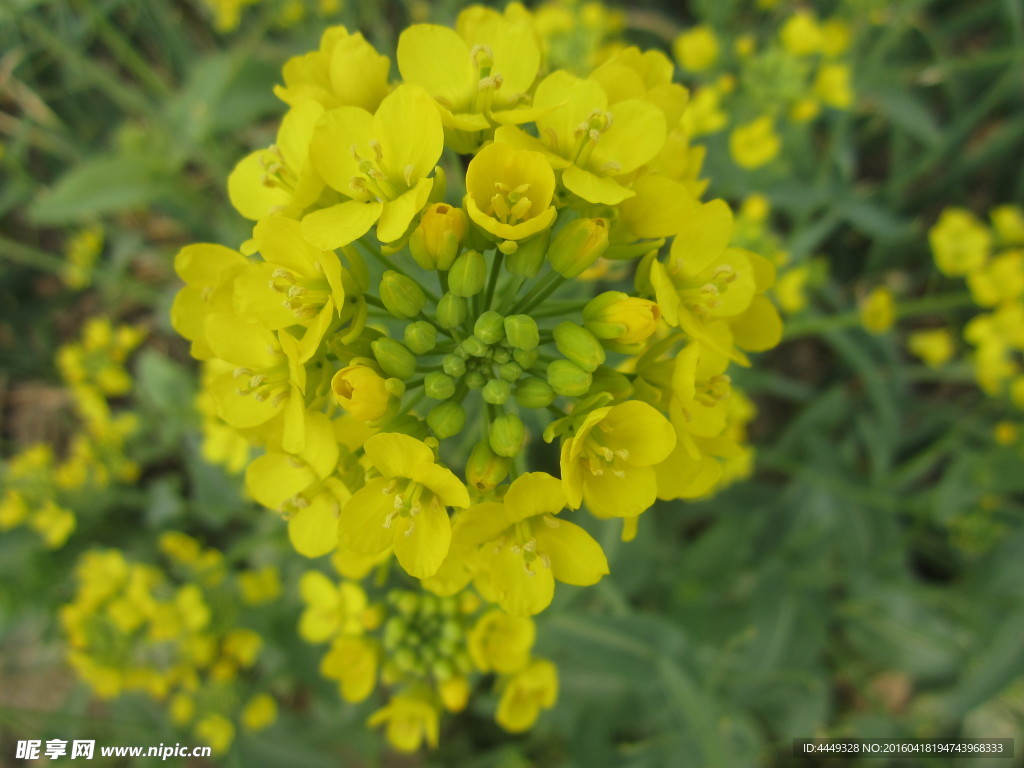 油菜花