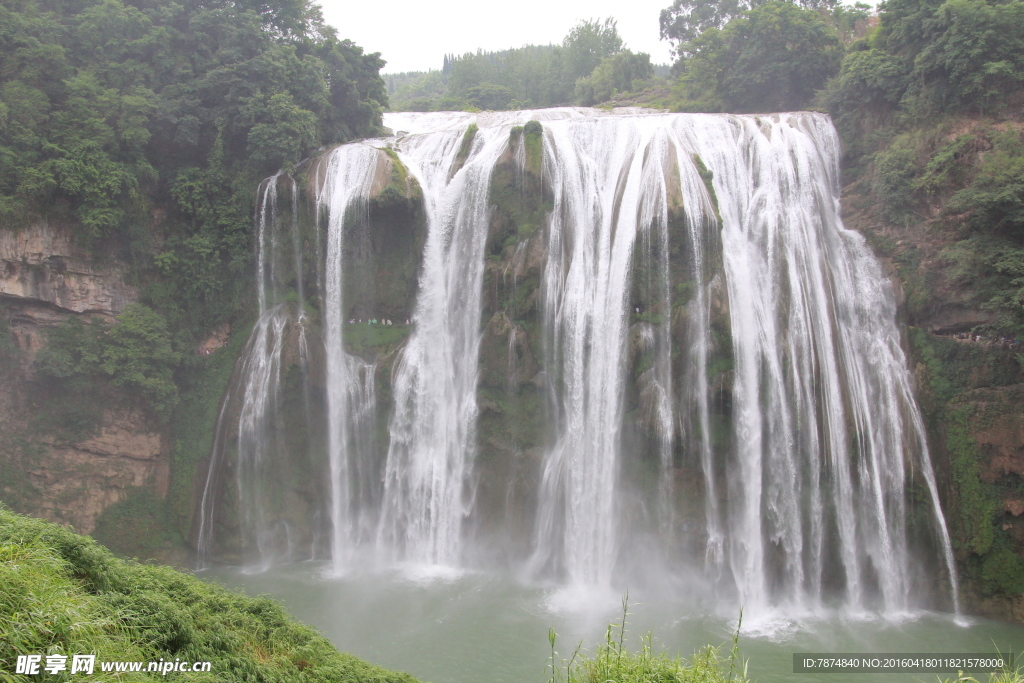黄果树
