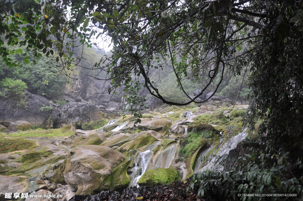黄果树
