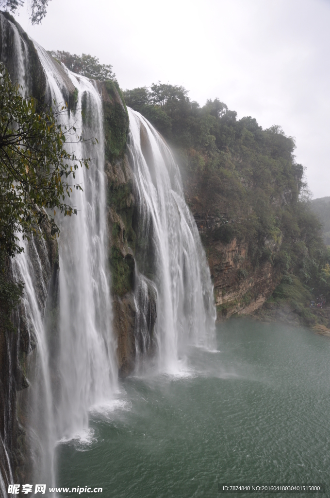黄果树