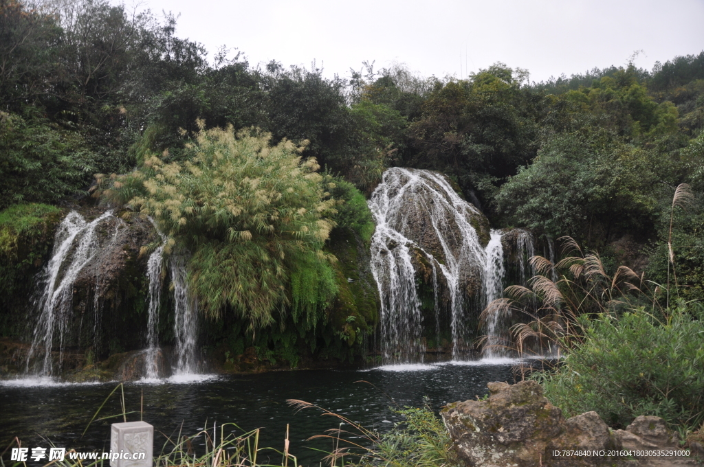 黄果树