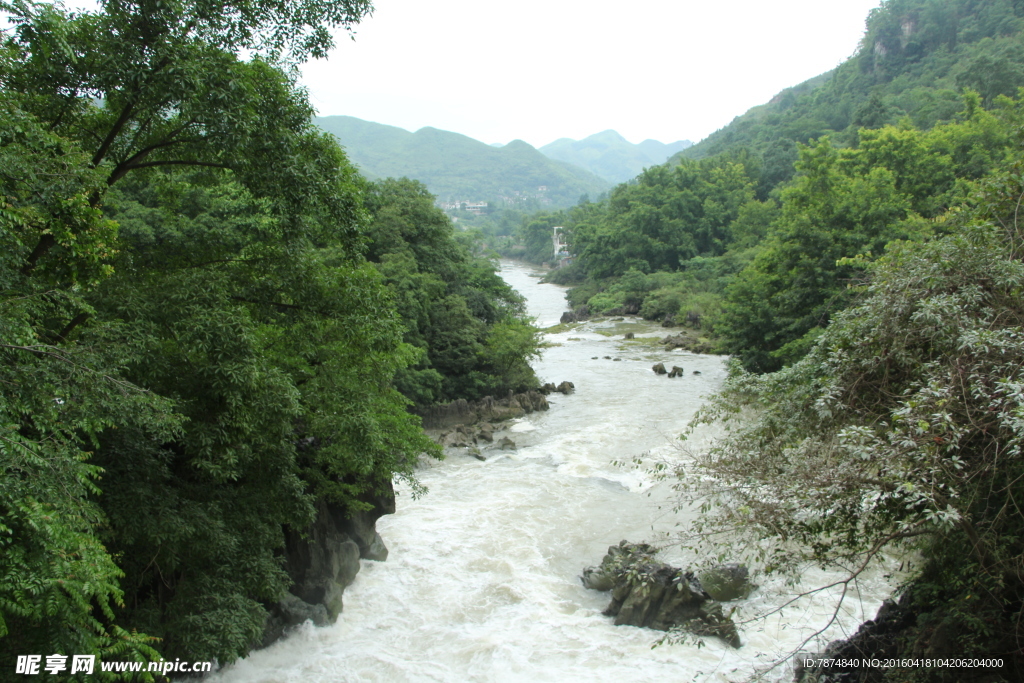 黄果树