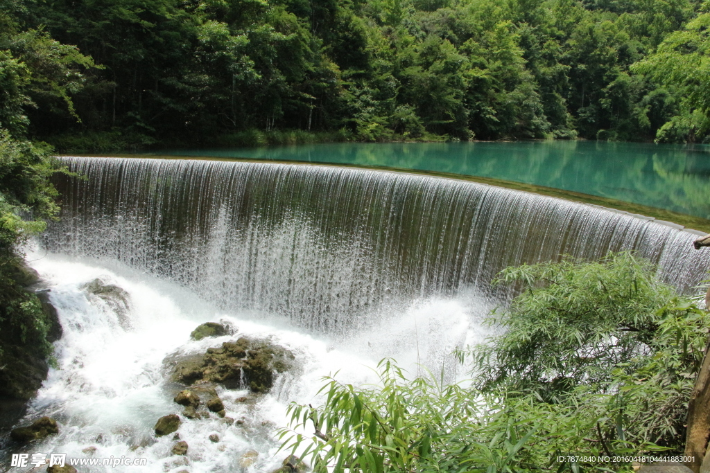 黄果树