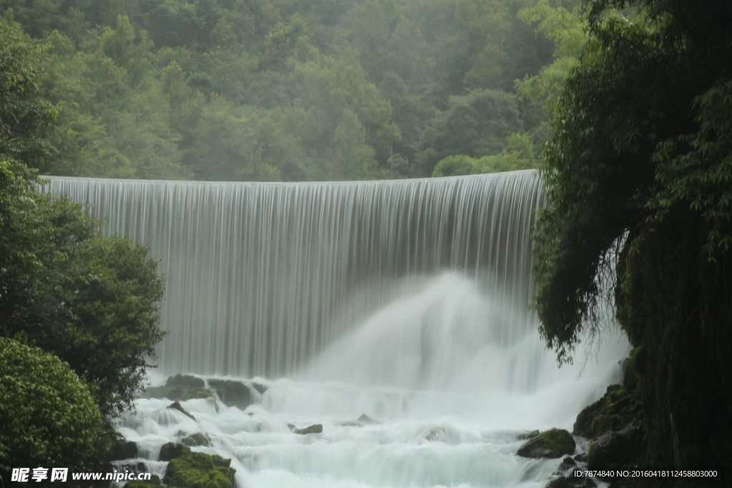 黄果树