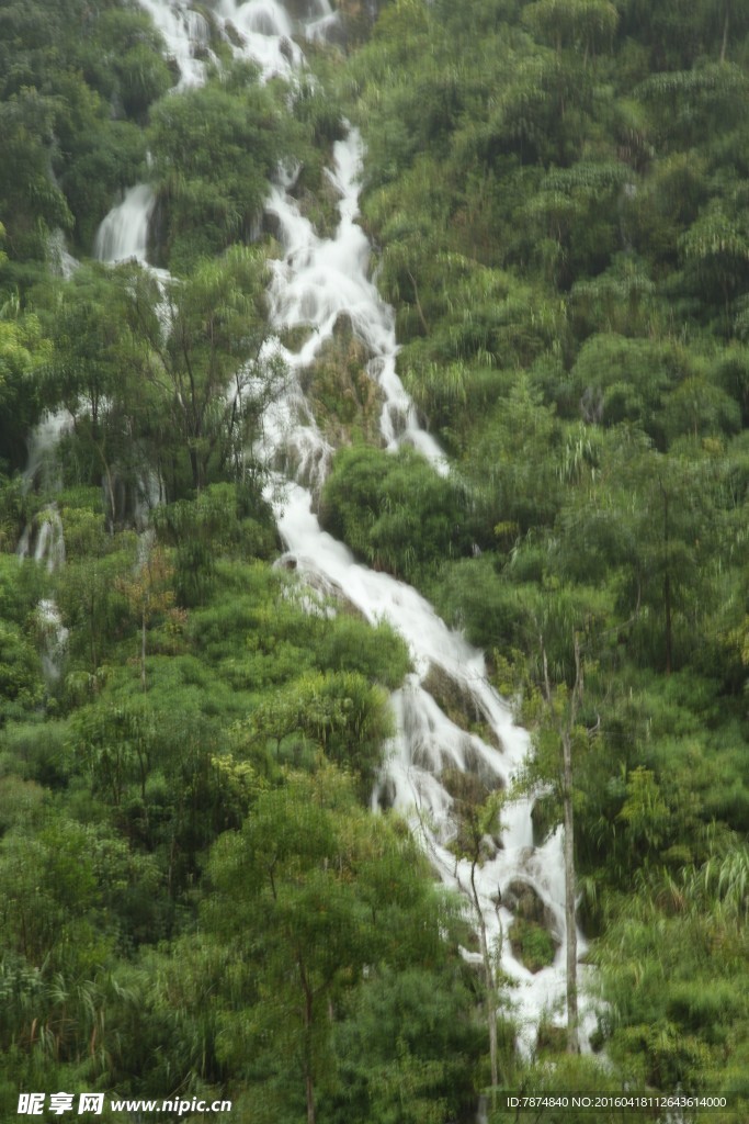 黄果树