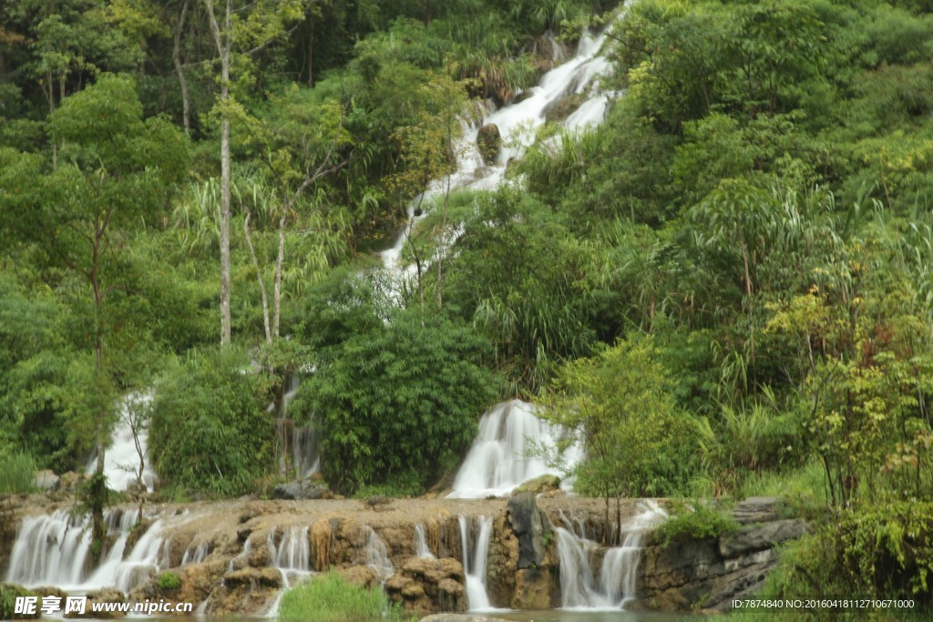 黄果树