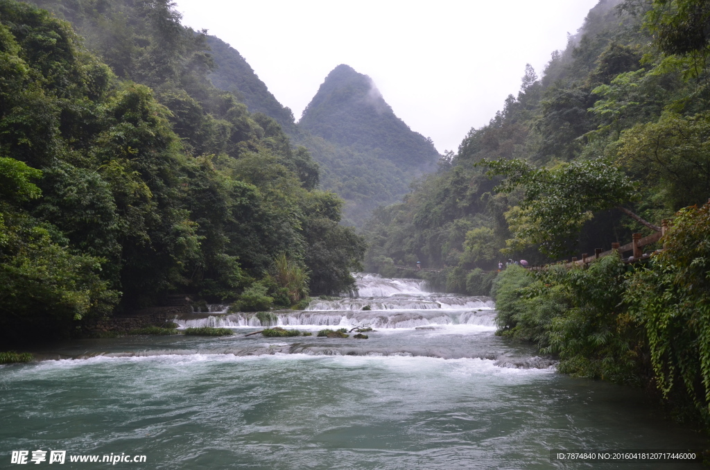 黄果树