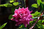 月季花