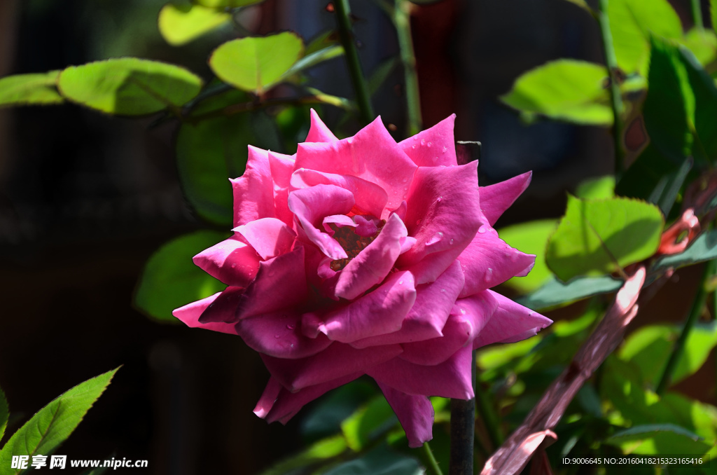 月季花