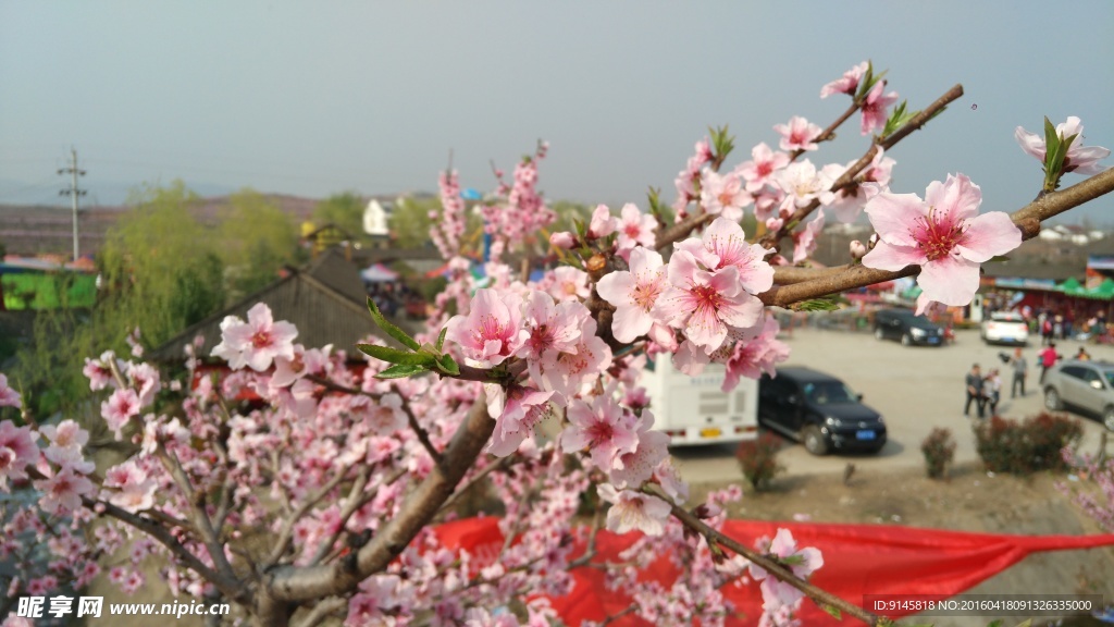 桃花