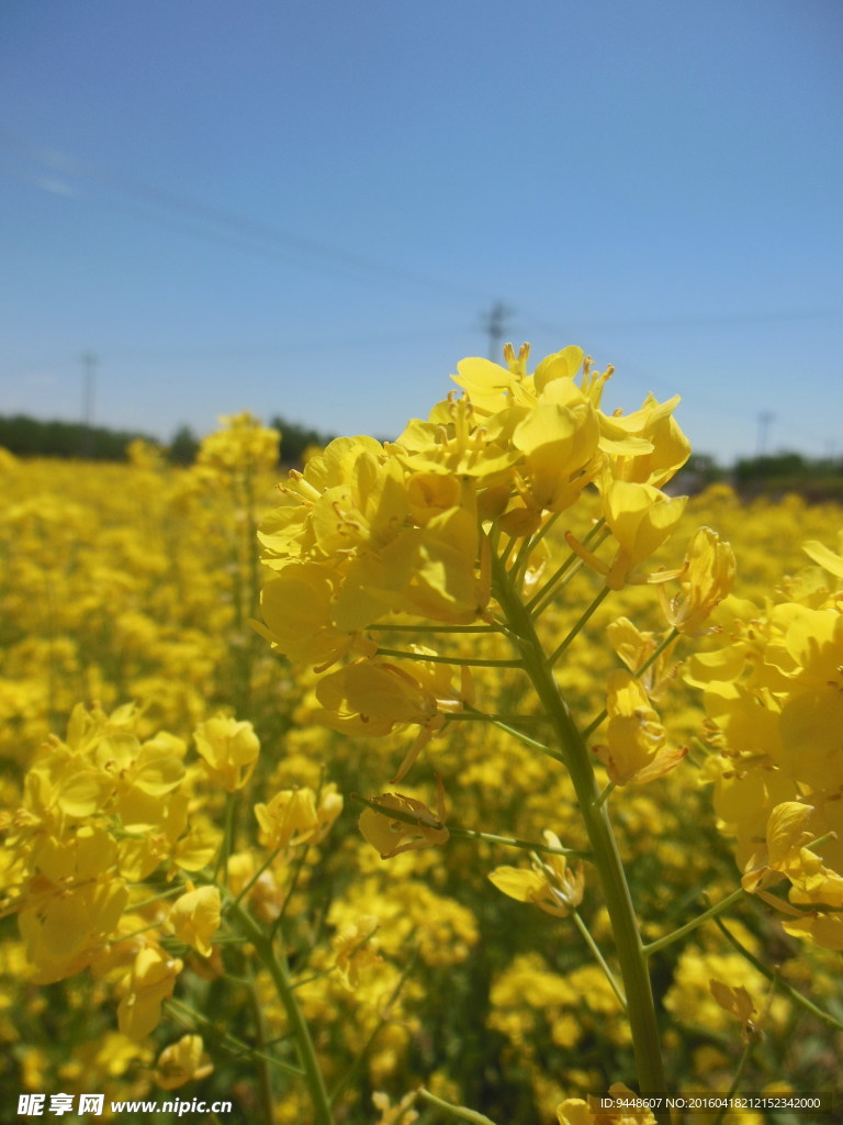 油菜花海