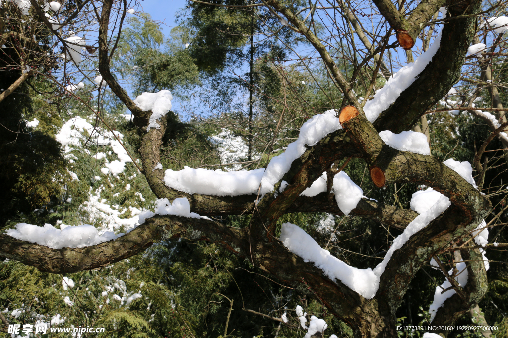 红梅树上的雪