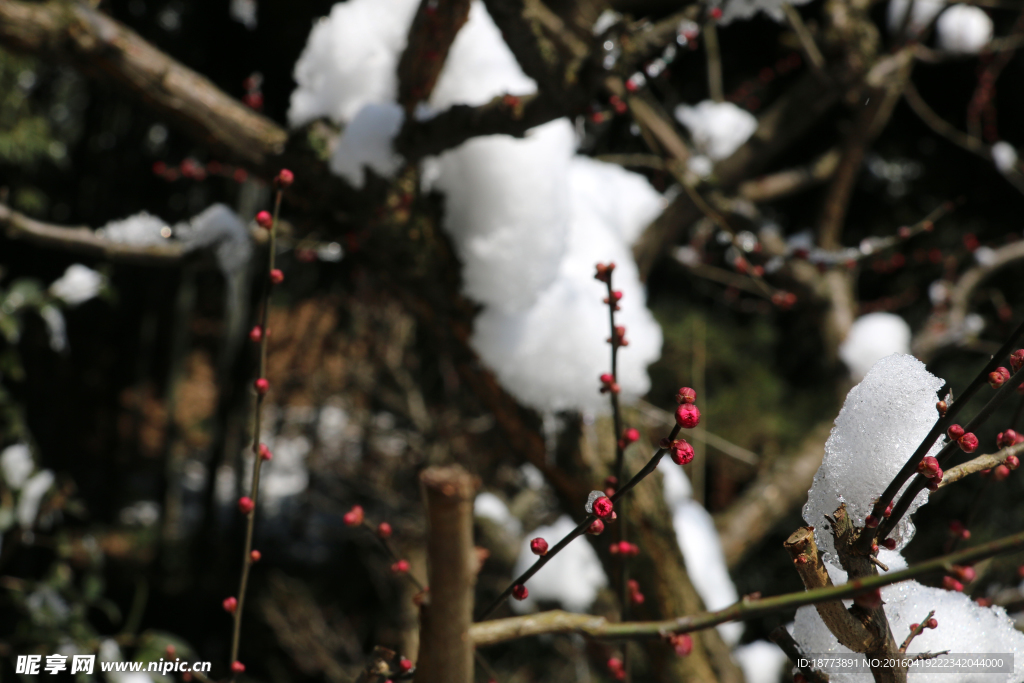 红梅傲雪