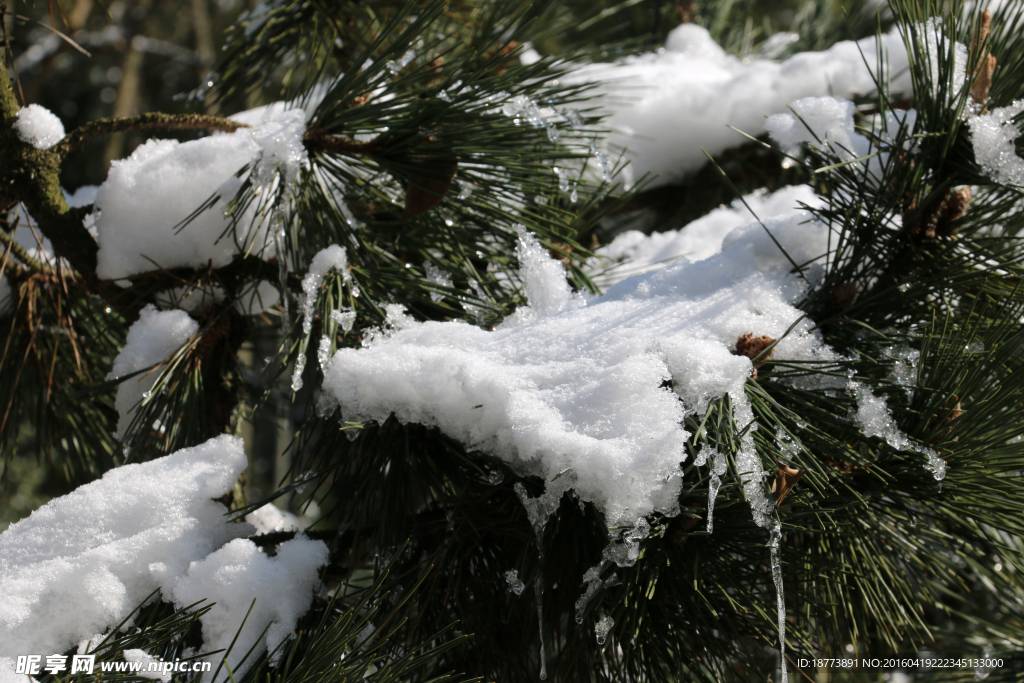 松枝上的雪