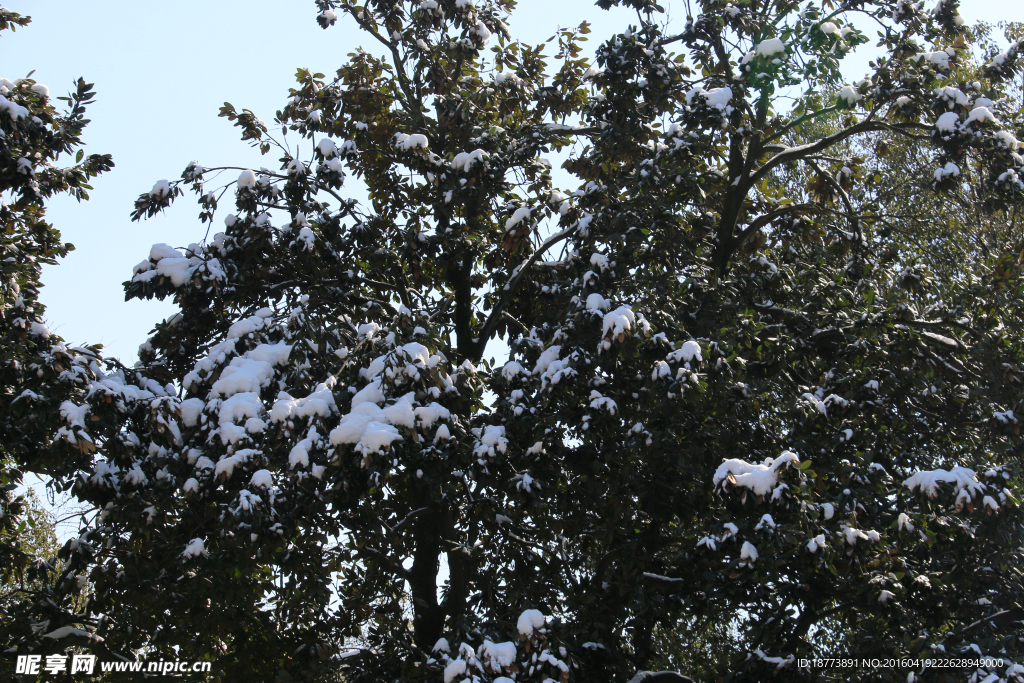 雪后的大树