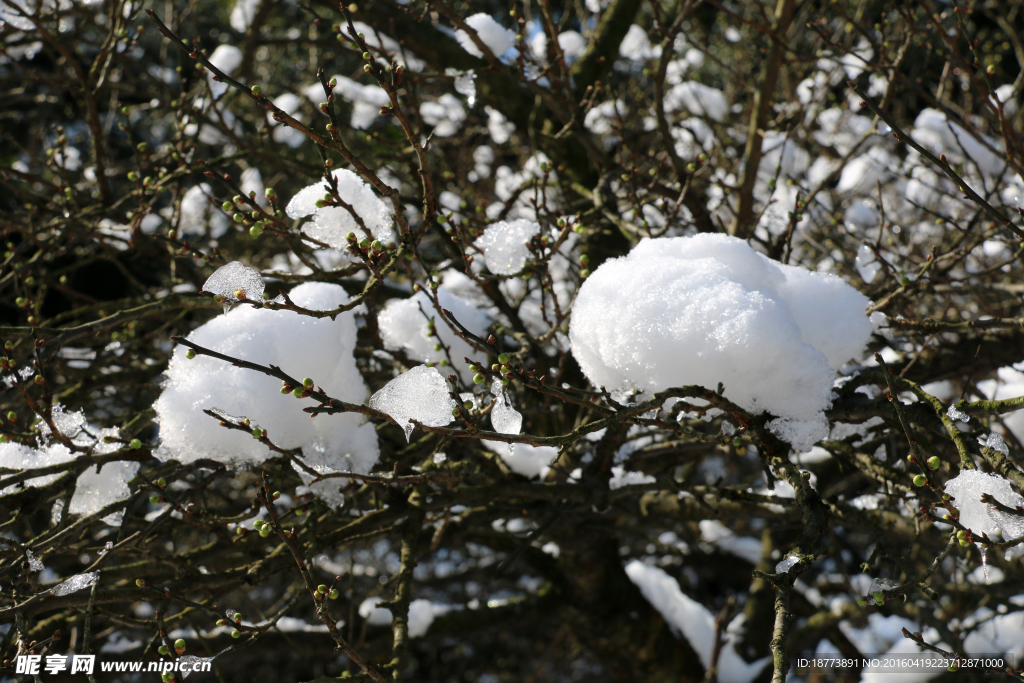 寒梅与雪