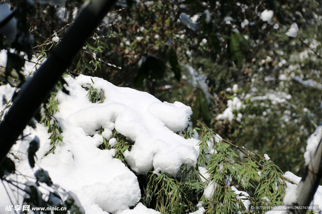 竹叶上的雪