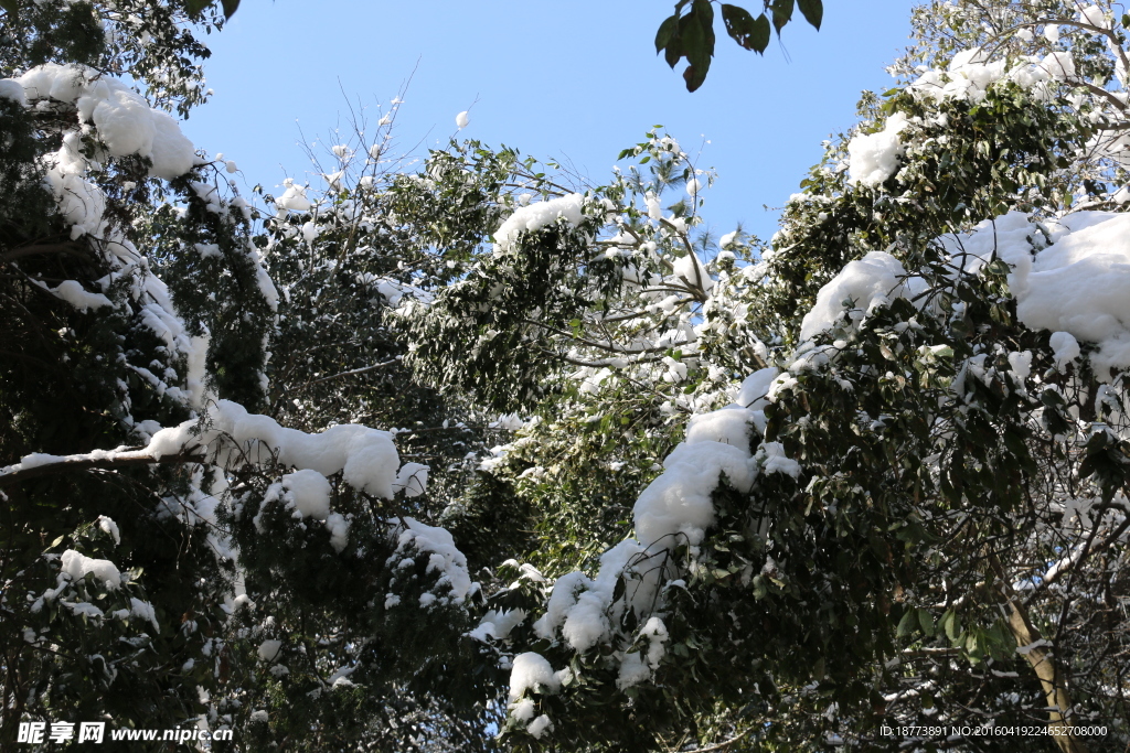 大雪过后