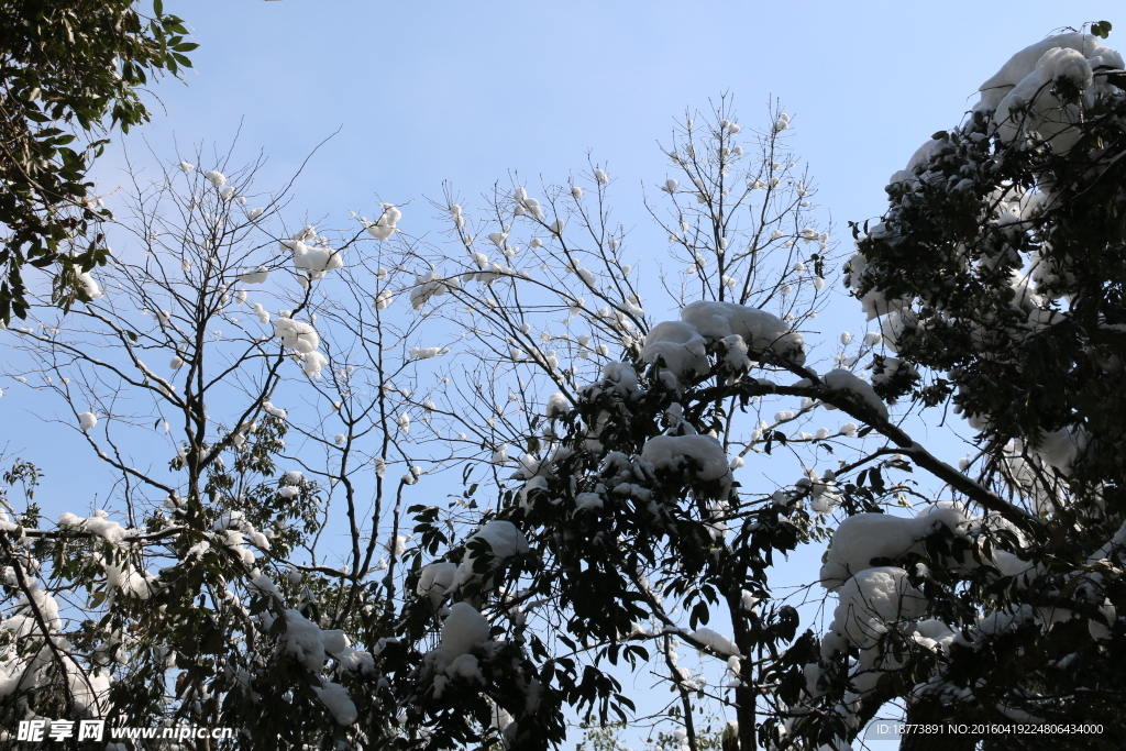 森林白雪