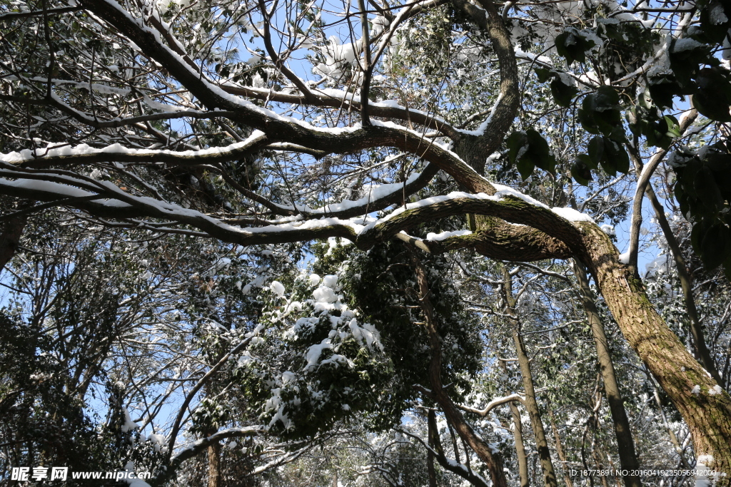 树上白雪