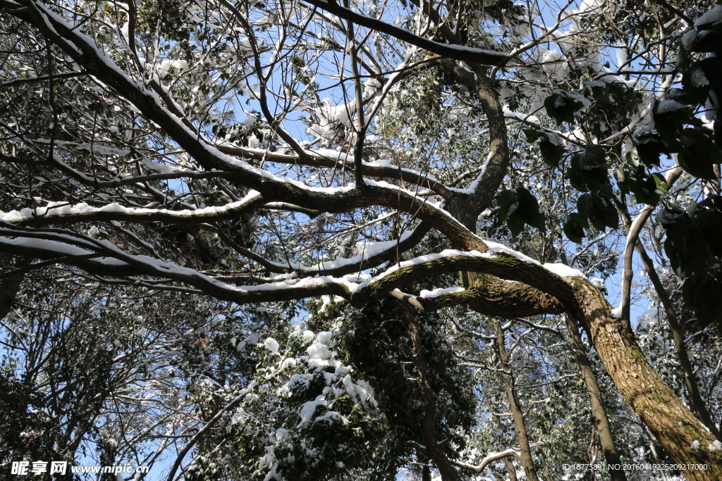 森林白雪