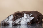 猫和狗