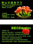 花卉名片