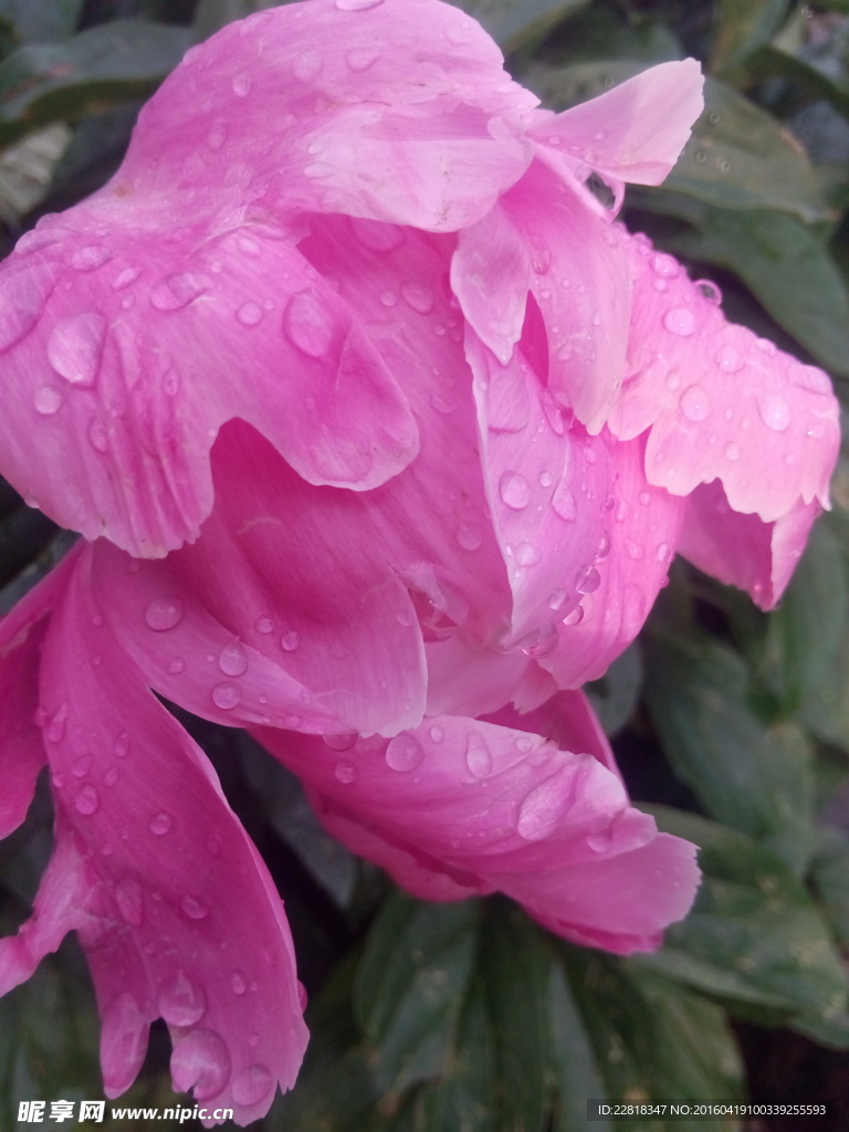芍药