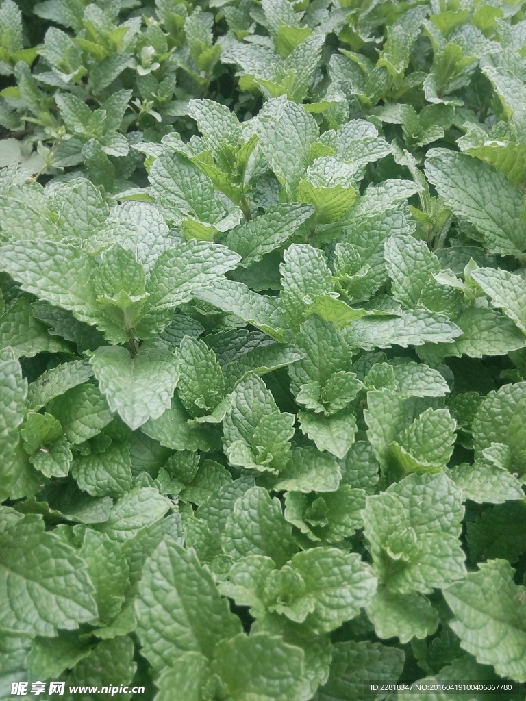 薄荷