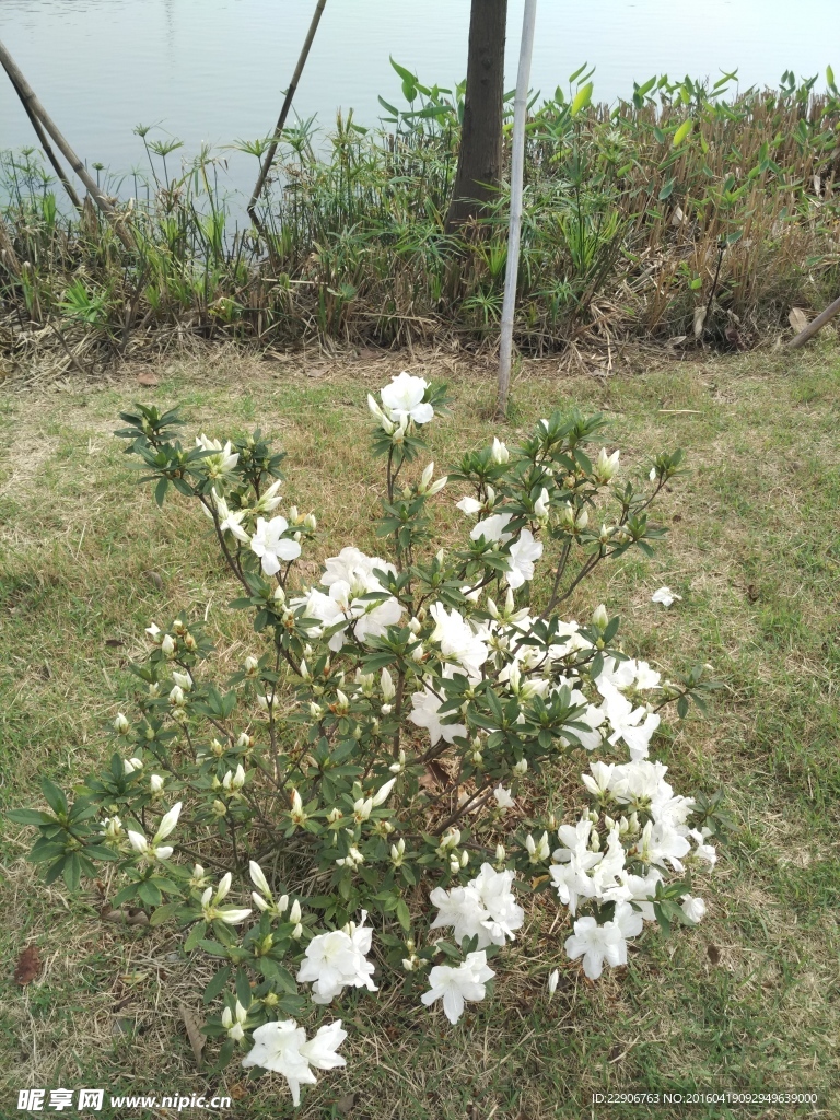 美丽的花