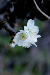 李子花
