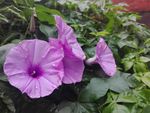 牵牛花