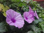 牵牛花