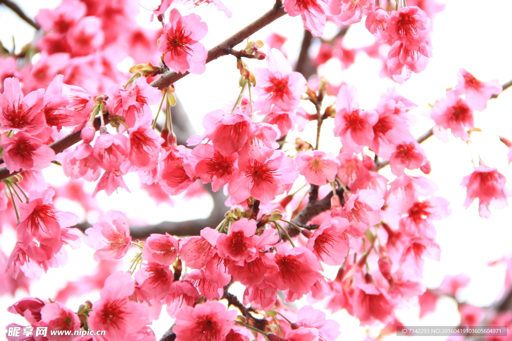 片片花魂