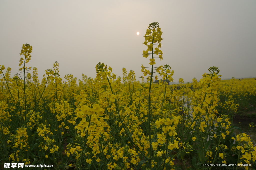 油菜花