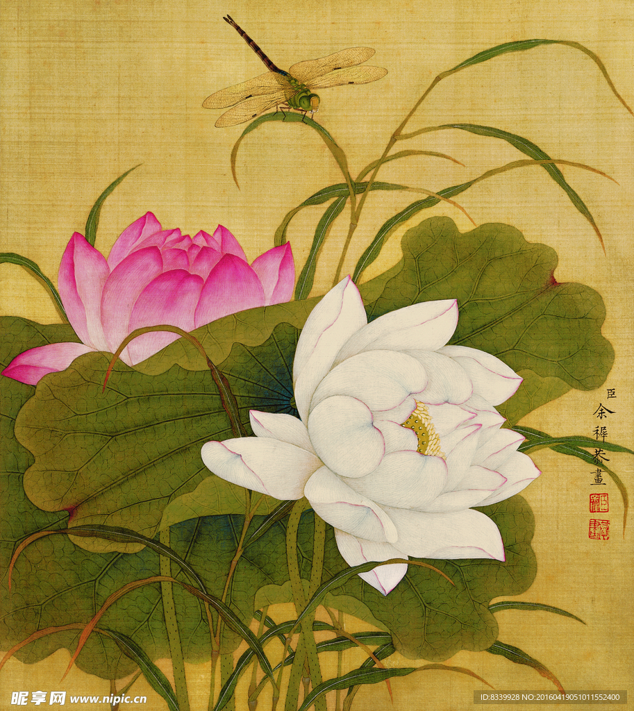 荷花