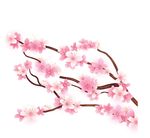 怒放樱花枝