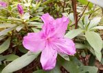 粉色杜鹃花