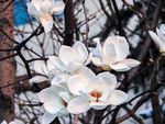 合欢花