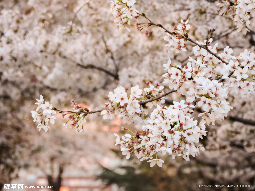 一树樱花