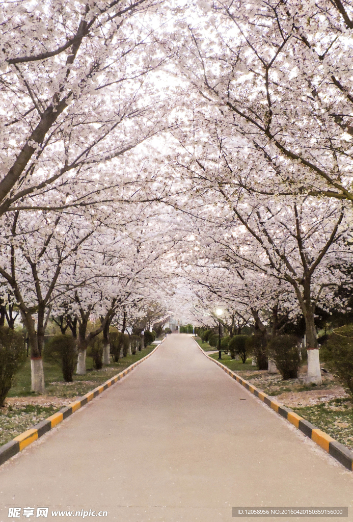 樱花小路