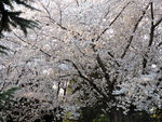 一树樱花