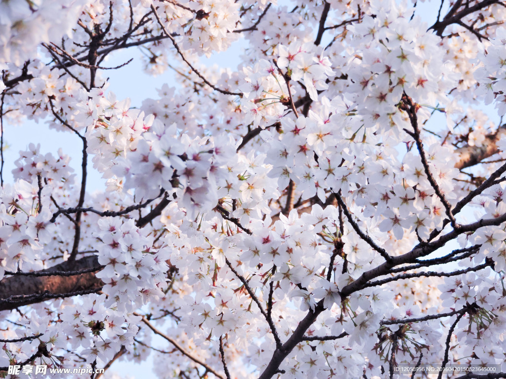枝头樱花