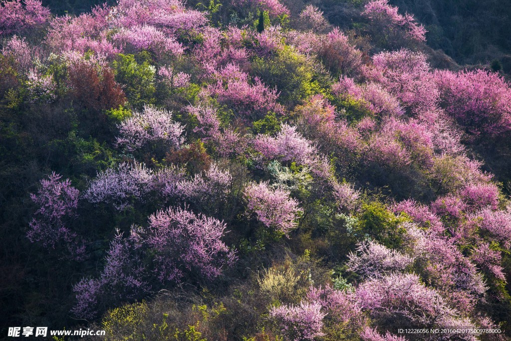 紫色花海