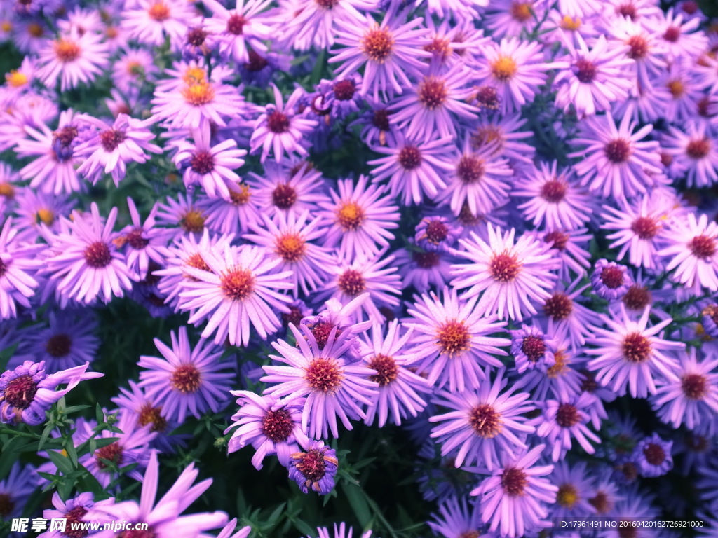 唯美菊花