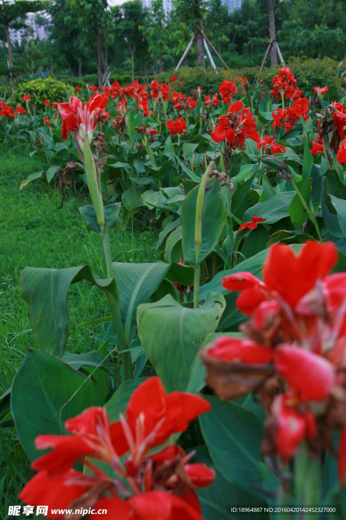 户外草地 鲜花特写