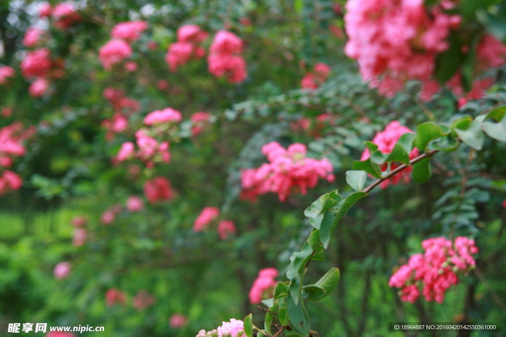 鲜花特写