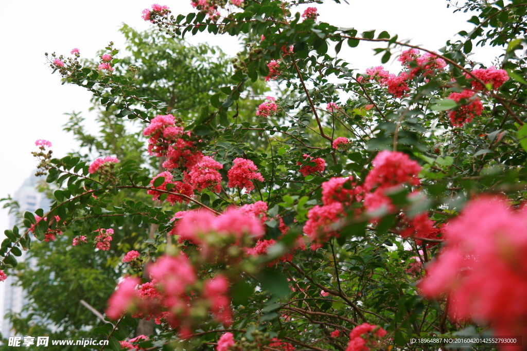 鲜花特写