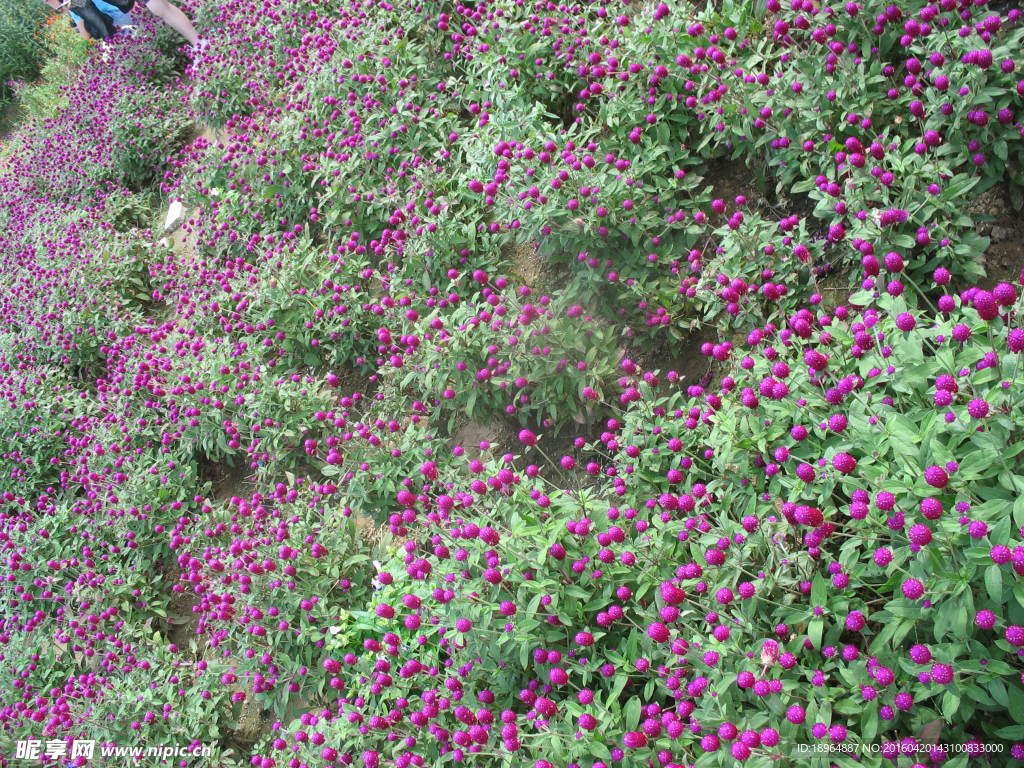 鲜花景观